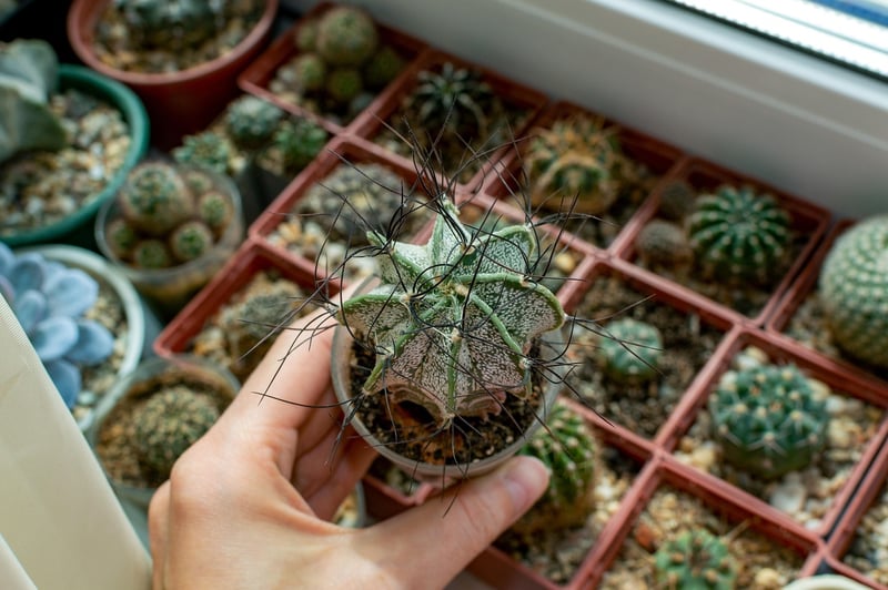 Windowsill Gardening