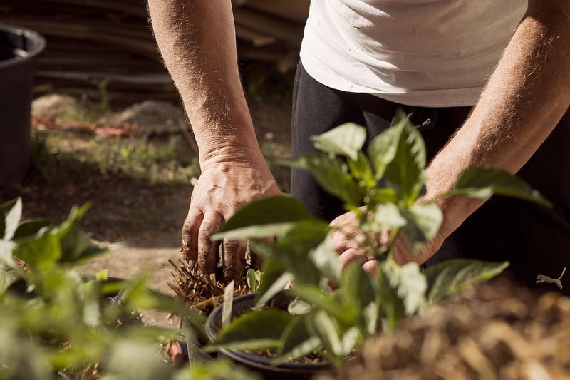 Fall Gardening