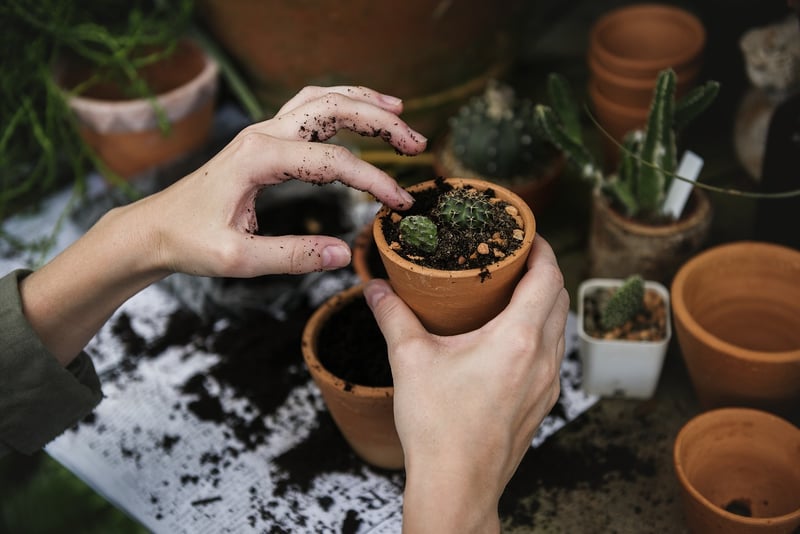 Winter Gardening
